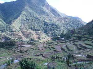 Gilbert Homestay - Rice terraces View from bedroom window