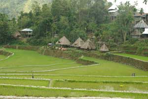 Native Huts