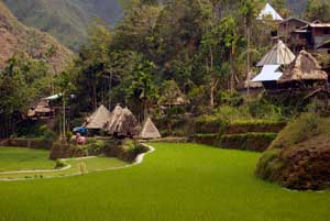 Native huts