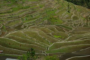 Rice terraces - rice planting season in very early January