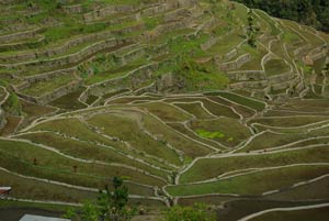 Rice terraces - rice planting season in very early January