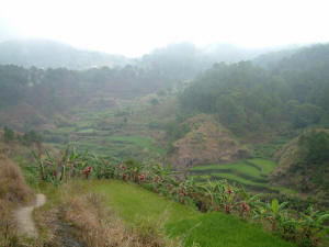 rice terraces around  pathway to Datil