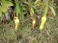 Pitcher plants Sagada