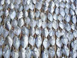 Drying fish on Talacanin Island