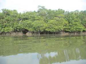 Mangroves along Malampaya Sound