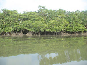 Mangroves along Malampaya Sound