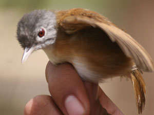 Ashy Headed Babbler