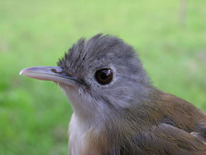 Ashy Headed Babbler