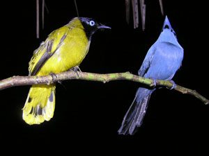 Black Headed Bulbul and Blue Paradise Flycatcher