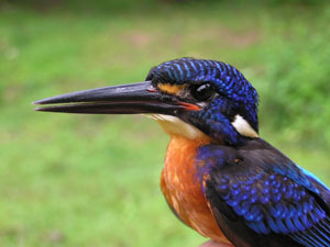 Blue Eared Kingfisher