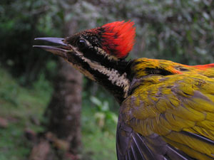 Common Flameback