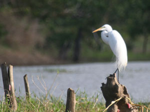 Great Egret