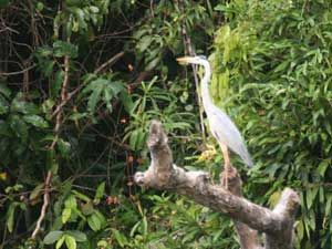 Grey Heron