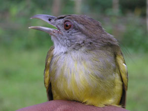 Grey Cheeked Bulbul