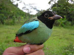 Hooded Pitta