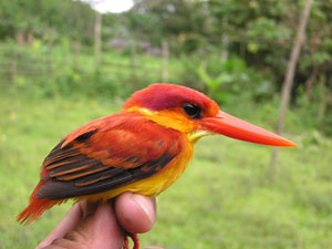 Oriental dwarf kingfisher