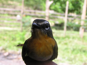 Palawan Blue Flycatcher