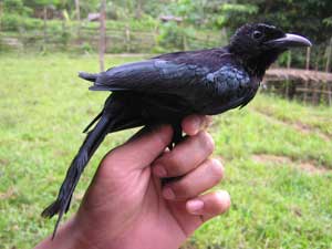 Spangled Drongo