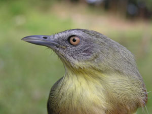 Striped Tit Babbler