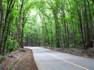 Man-made Forest in Bilar - on the road to the Chocolate Hills at Carmen