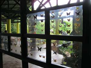 Simply Butterflies Conservation Park - butterfly display